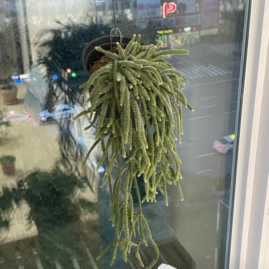 Rhipsalis pilocarpa-image-9