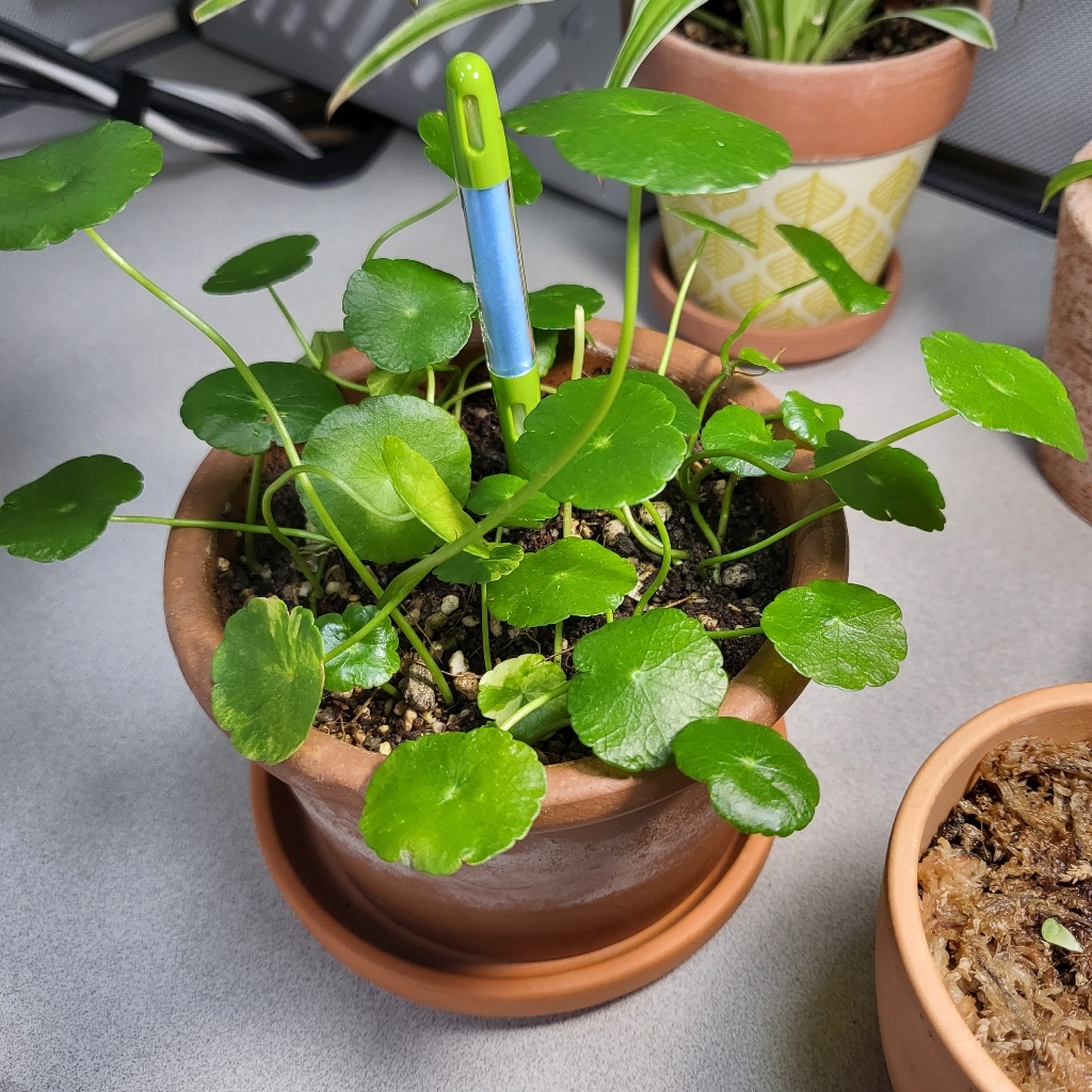 워터 코인 키우기 (99) 사진