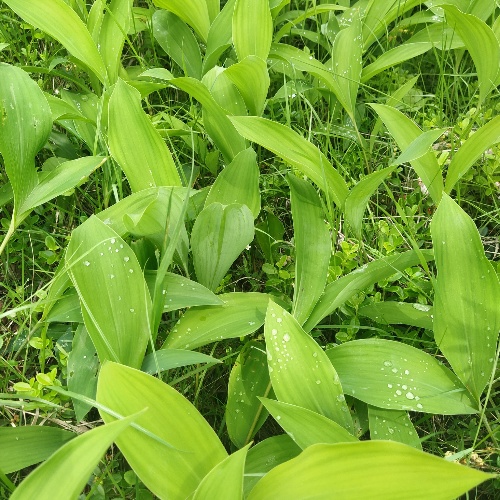 Convallaria keiskei-image-9