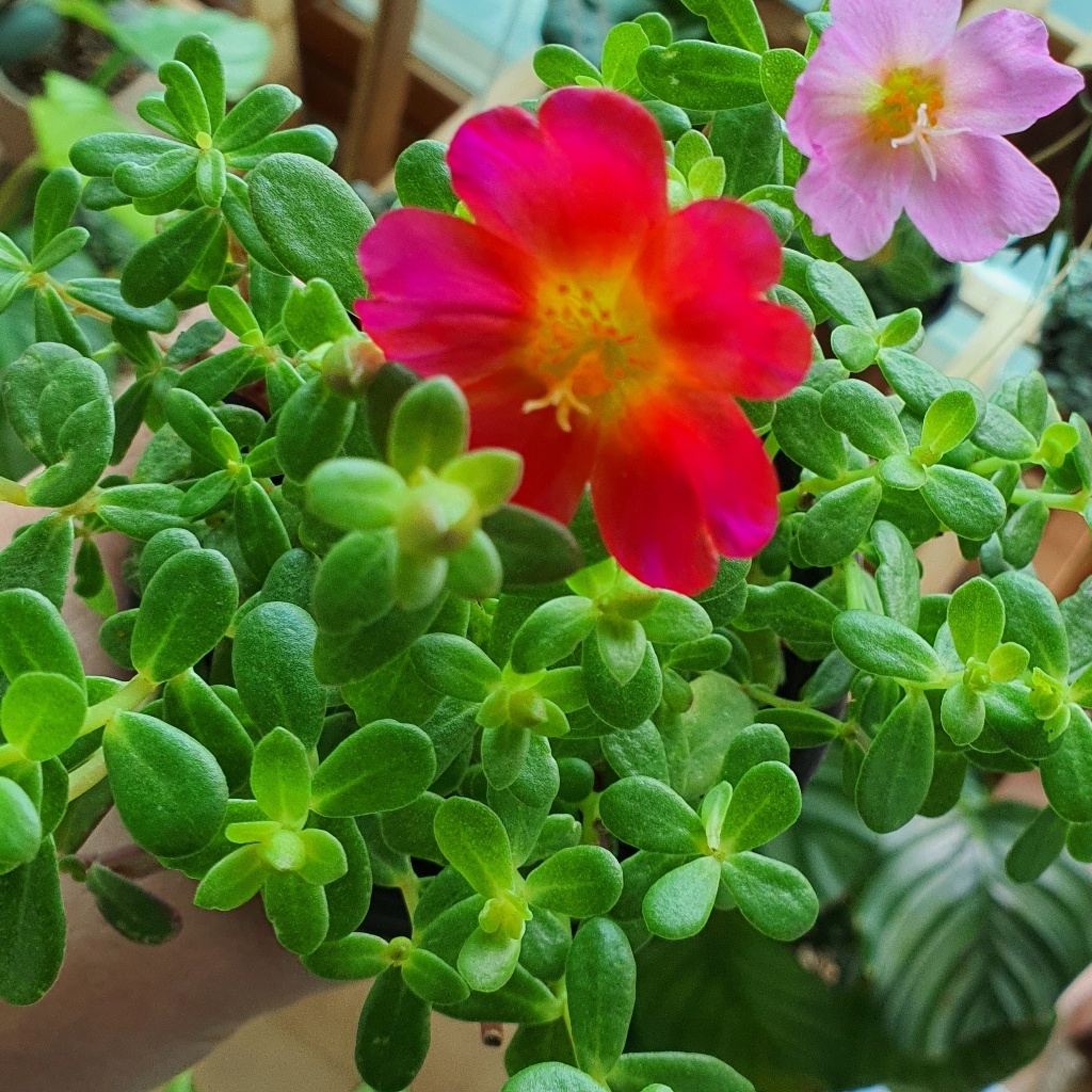 Portulaca umbraticola-image-9