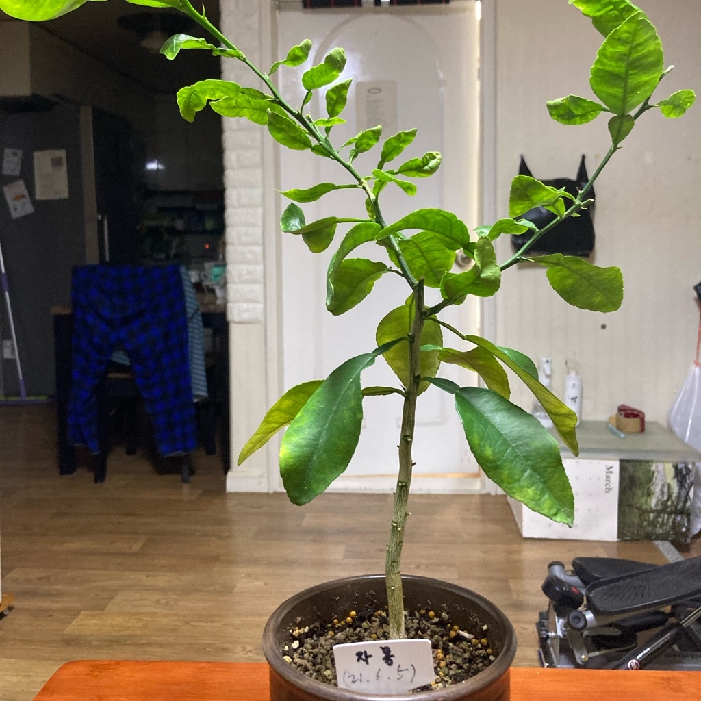 Citrus × paradisi-image-9