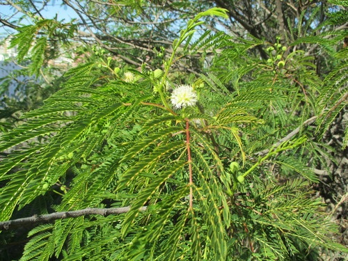 Leucaena leucocephala-image-9