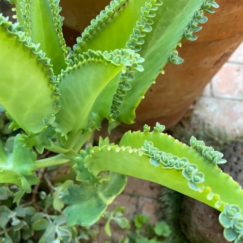 Kalanchoe laetivirens Desc.-image-9
