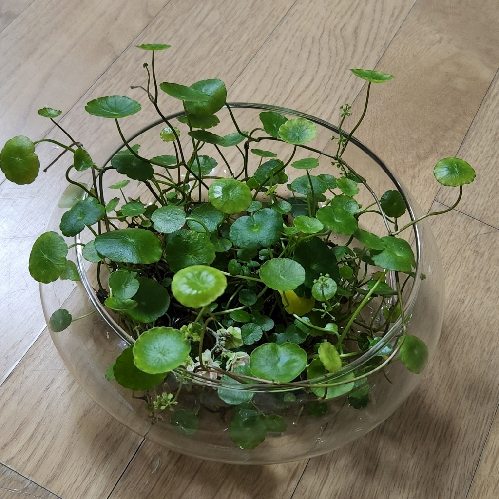 워터코인 관리하는 방법