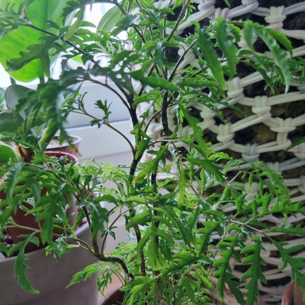 Polyscias fruticosa-image-9