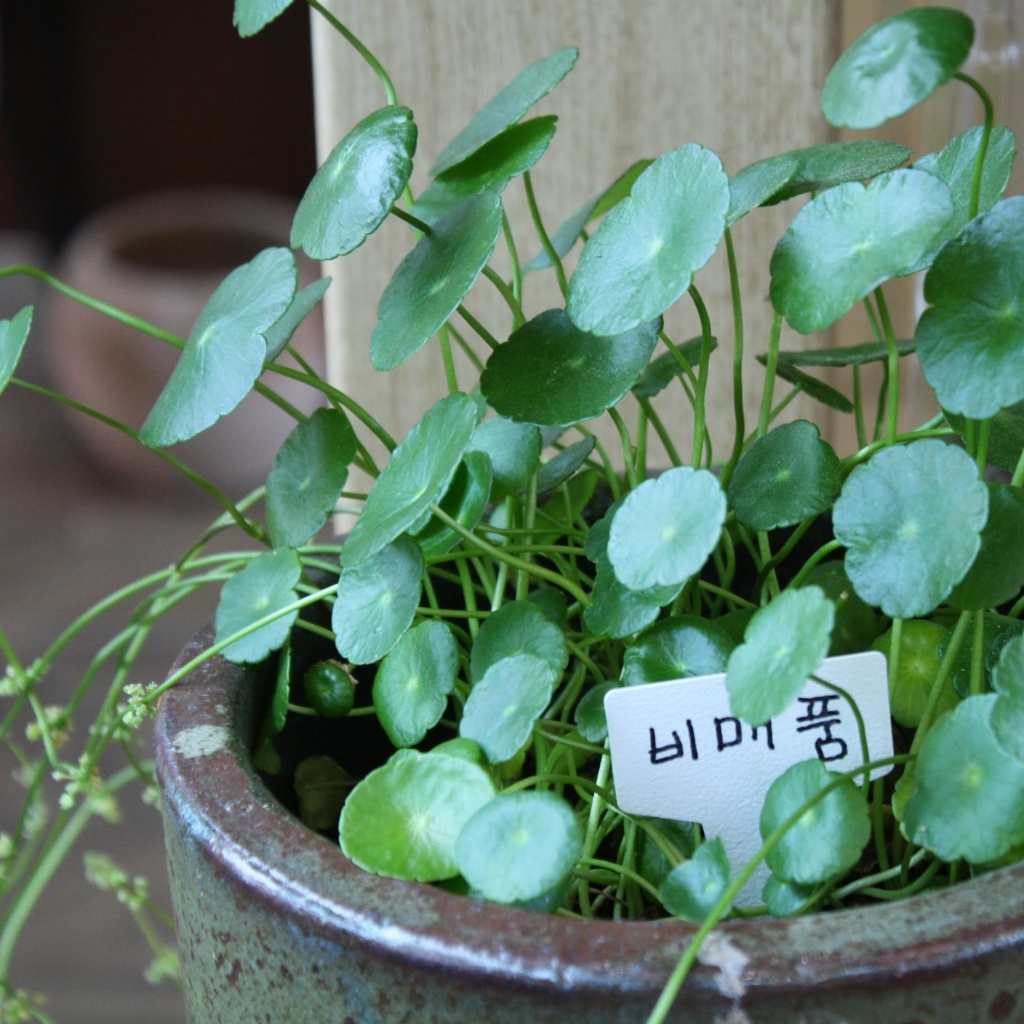 워터코인 관리하는 방법