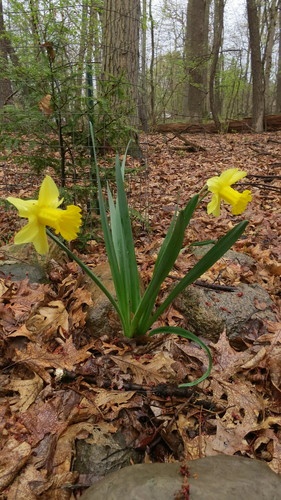Narcissus pseudonarcissus-image-9