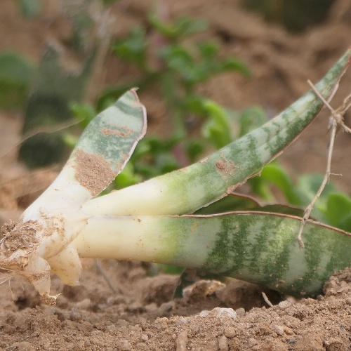 How to grow and care for Dracaena hyacinthoides (L.) Mabb.