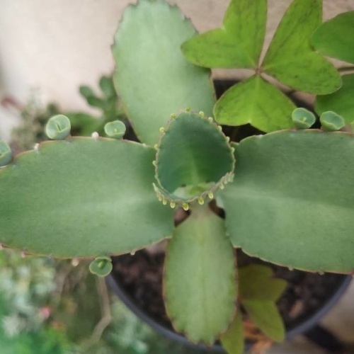 Kalanchoe laetivirens Desc.-image-8