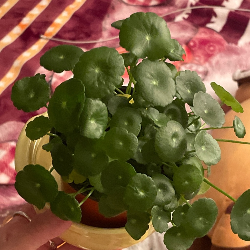 워터코인 관리하는 방법