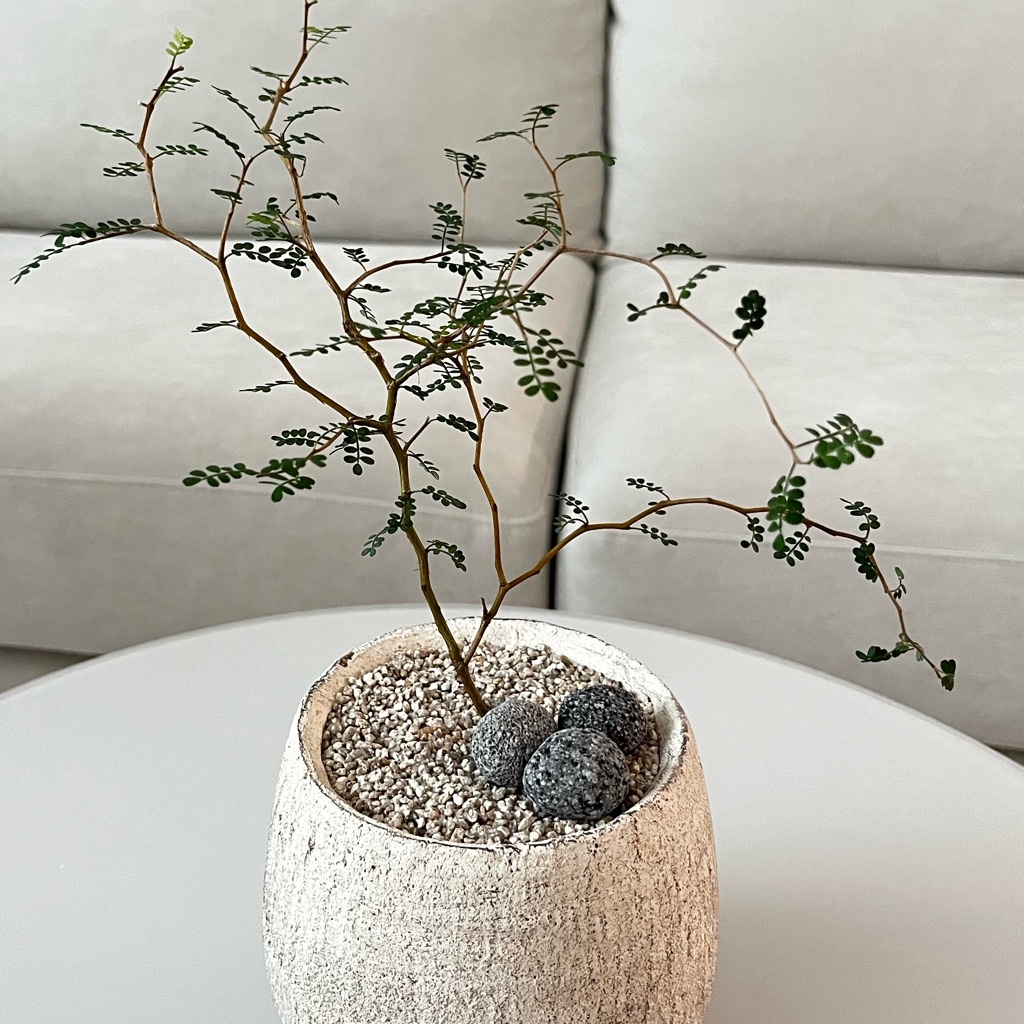 How to grow and care for Sophora prostrata