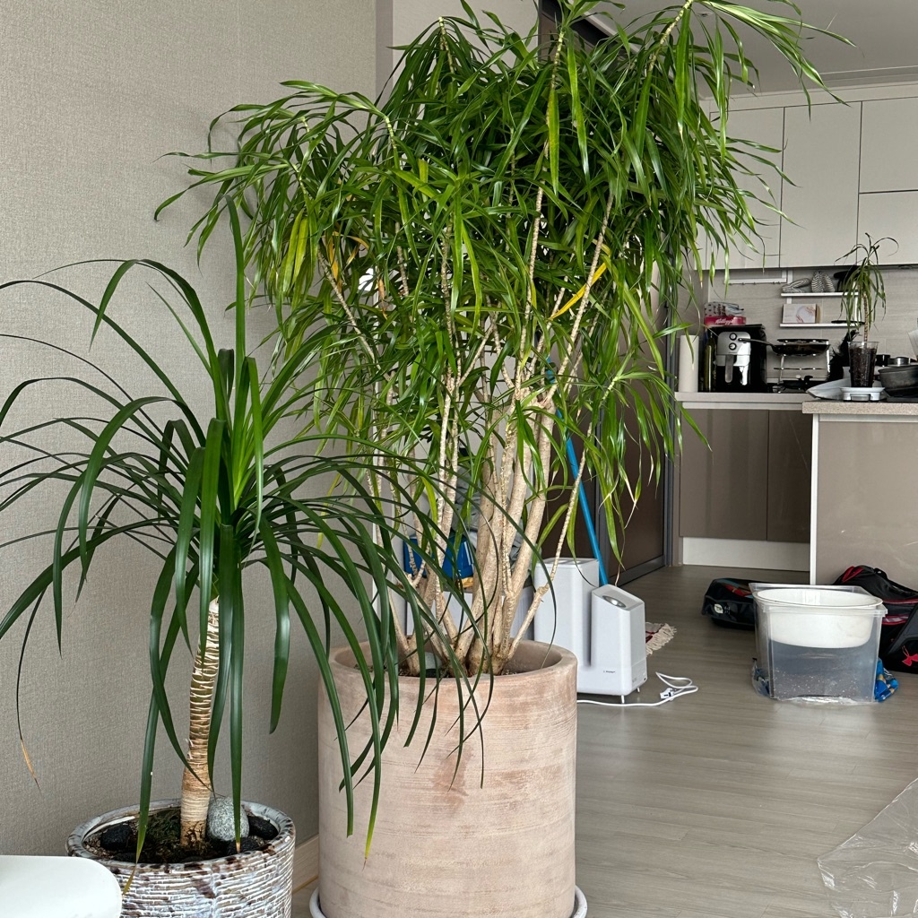 How to grow and care for Dracaena angustifolia 'Java'